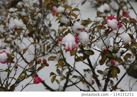 Sasanqua Sasanqua 114131251