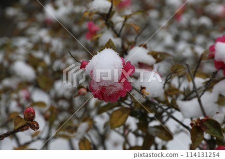 茶香 茶香 114131254