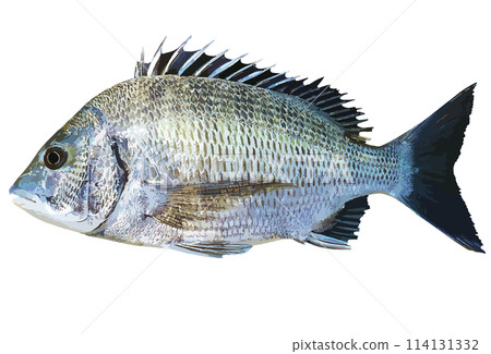 無所畏懼的成年黑鯛（chinu）的逼真修飾插圖 114131332
