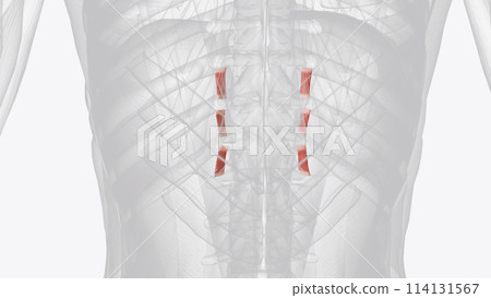 The intertransversarii are a set of deep muscles of the back 114131567