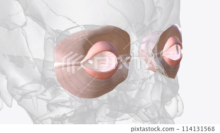 Connective tissue of eye 114131568