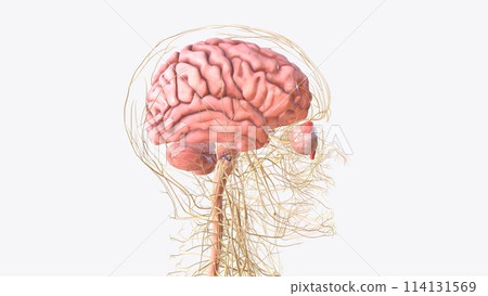 The central nervous system is the brain and spinal cord, while the peripheral nervous system consists of everything else 114131569