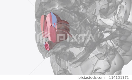 The human brain is basically symmetrical, split down the middle: the right cerebral hemisphere receives sensory input from and directs movement on the left 114131571