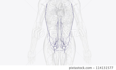 The veins of the abdomen drain deoxygenated blood and return it to the heart The veins of the abdomen drain deoxygenated blood and return it to the heart 114131577