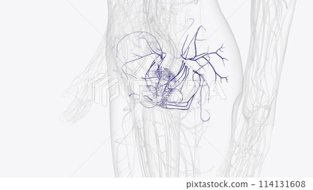Tributaries of internal iliac vein Tributaries of internal iliac vein 114131608