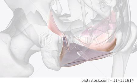 The visceral pelvic fascia is a condensation of connective tissue that arises from the parietal fascia laterally The visceral pelvic fascia is a condensation of connective tissue that arises from the parietal fascia laterally 114131614