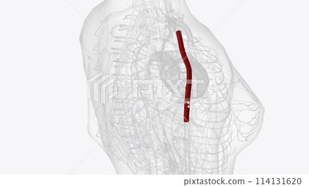 the axillary artery is a large blood vessel that conveys oxygenated blood to the lateral aspect of the thorax, the axilla the axillary artery is a large blood vessel that conveys oxygenated blood to the lateral aspect of the thorax, the axilla 114131620