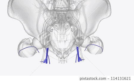 The veins of the lower limb drain deoxygenated blood and return it to the heart The veins of the lower limb drain deoxygenated blood and return it to the heart 114131621