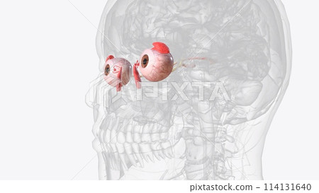 visual pathway begins with photoreceptors in the retina and ends in the visual cortex of the occipital lobe 114131640
