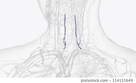 The Anterior Vertebral Vein commences in a plexus around the transverse processes of the upper cervical vertebre 114131649