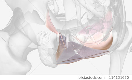 The visceral pelvic fascia is a condensation of connective tissue that arises from the parietal fascia laterally 114131650