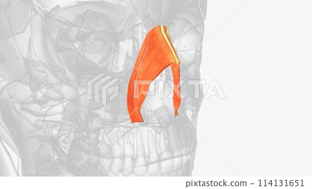 The nasalis muscle is a sphincter-like muscle of the nose. It has a transverse part and an alar part 114131651