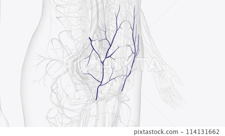 The superficial epigastric vein is a vein which travels with the superficial epigastric artery The superficial epigastric vein is a vein which travels with the superficial epigastric artery 114131662