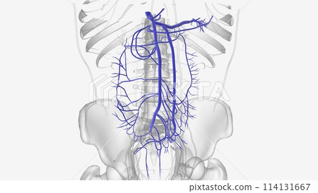 he hepatic portal system is the system of veins that transports blood from the digestive tract to the liver 114131667