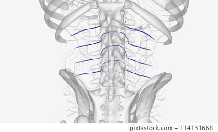 The lumbar veins are four pairs of veins running along the inside of the posterior abdominal wall, The lumbar veins are four pairs of veins running along the inside of the posterior abdominal wall, 114131668