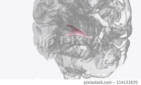 Commissure of fornix of forebrain 114131670