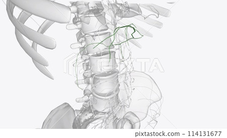 colic Lymphatic vessels colic Lymphatic vessels 114131677