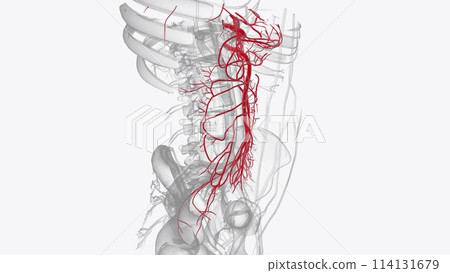 Arteries of anterior abdomen Arteries of anterior abdomen 114131679