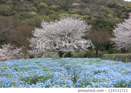 櫻花和nemophila 櫻花和nemophila 114131721