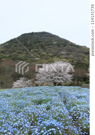 善通寺五嶽之里市民聚集之丘公園的櫻花與粉蝶花 善通寺五嶽之里市民聚集之丘公園的櫻花與粉蝶花 114131739