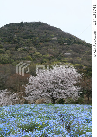 善通寺五嶽之里市民聚集之丘公園的櫻花與粉蝶花 114131741