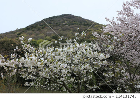 Cherry blossoms and brush mountain at Citizens' Gathering Hill Park in Zentsuji Gogaku-no-Sato 114131745