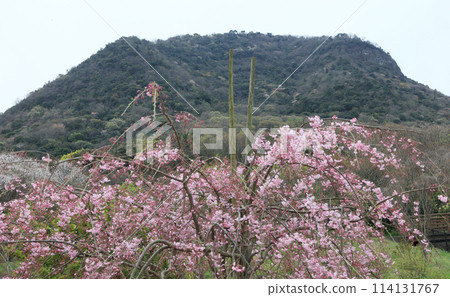 Cherry blossoms at Citizens' Gathering Hill Park and Mount Gahaishi in Zentsuji Gogaku-no-Sato 114131767