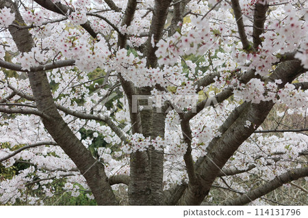 櫻花盛開 114131796