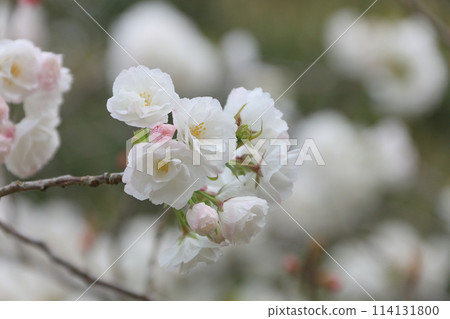 盛開的櫻花（特寫） 114131800