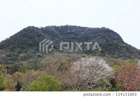 善通寺五嶽之裡 市民聚集之丘公園和我白石山的櫻花 114131803