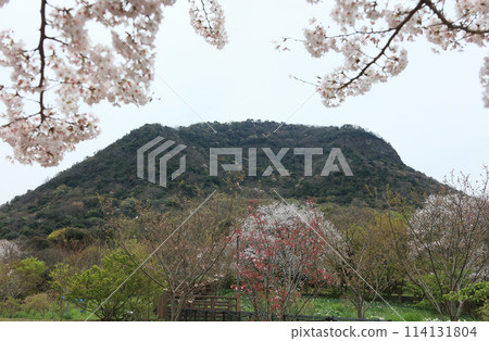善通寺五嶽之裡 市民聚集之丘公園和我白石山的櫻花 114131804