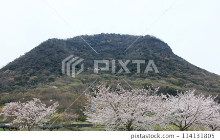 善通寺五嶽之裡 市民聚集之丘公園和我白石山的櫻花 114131805