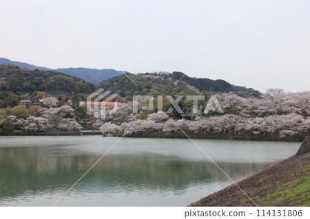 道之驛「寶田之裡齋田」十川水庫公園的櫻花 114131806