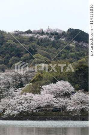 道之驛「寶田之裡齋田」十川水庫公園的櫻花 道之驛「寶田之裡齋田」十川水庫公園的櫻花 114131816