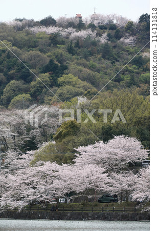 Cherry blossoms at Togawa Dam Park in the roadside station "Takarada no Sato Saita" Cherry blossoms at Togawa Dam Park in the roadside station "Takarada no Sato Saita" 114131818