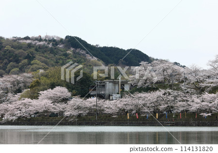 道之驛「寶田之裡齋田」十川水庫公園的櫻花 道之驛「寶田之裡齋田」十川水庫公園的櫻花 114131820