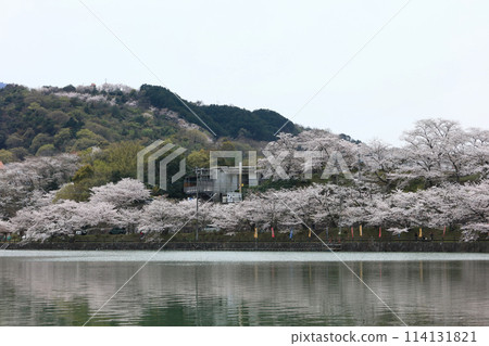 Cherry blossoms at Togawa Dam Park in the roadside station "Takarada no Sato Saita" Cherry blossoms at Togawa Dam Park in the roadside station "Takarada no Sato Saita" 114131821