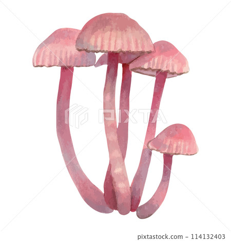 Pink poisonous mushroom Mycena. Illustration with watercolors and markers. Hand drawn isolated art. A botanical small forest plant with a pinkish hood and a slender stalk. Fantastic nature.Vector. Pink poisonous mushroom Mycena. Illustration with watercolors and markers. Hand drawn isolated art. A botanical small forest plant with a pinkish hood and a slender stalk. Fantastic nature.Vector. 114132403