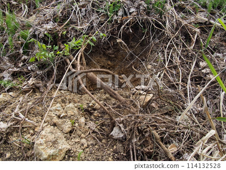 A hole dug by a wild boar 114132528