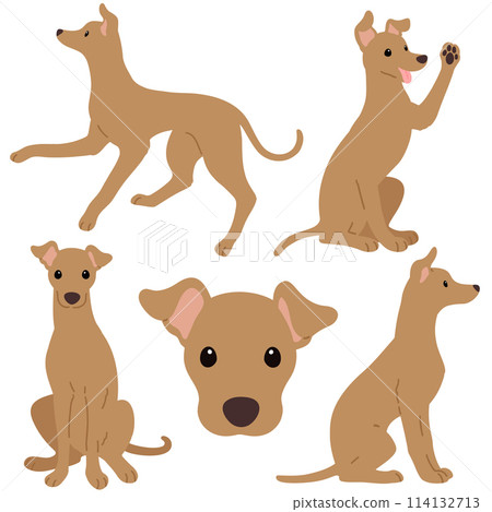 簡單可愛的棕色義大利靈緹犬插畫，無主線 114132713