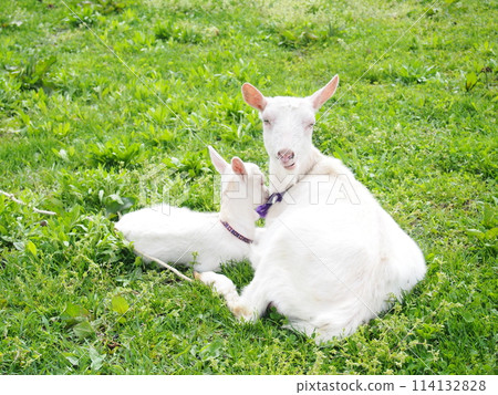 A mother and baby white goat relaxing in a pasture 114132828
