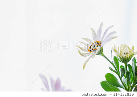 白花 寧靜 白花 寧靜 114132839