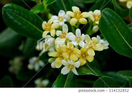 白色和黃色的托貝拉花 白色和黃色的托貝拉花 114132852