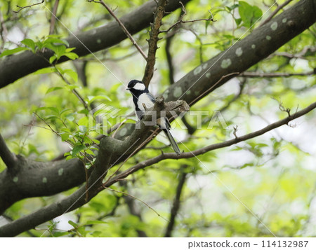A great tit in the midst of fresh greenery A great tit in the midst of fresh greenery 114132987
