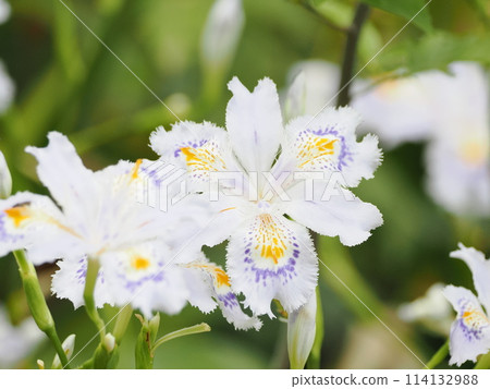 Flowers of Shaga Flowers of Shaga 114132988