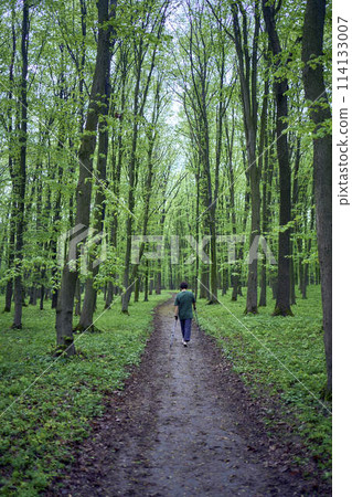 elderly woman is engaged in Nordic walking with sticks in the spring forest 114133007