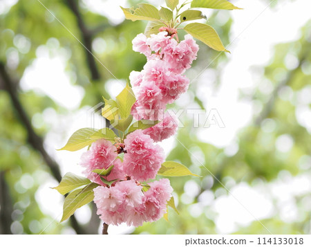 The tip of a branch of Satozakura Sekiyama The tip of a branch of Satozakura Sekiyama 114133018