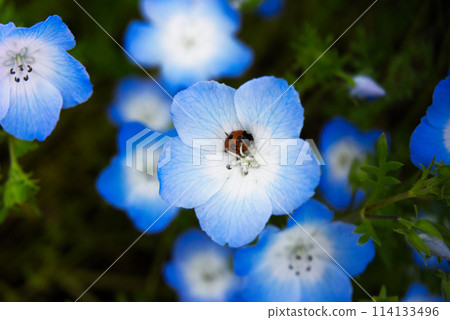 Ladybugs and Nemophila Ladybugs and Nemophila 114133496