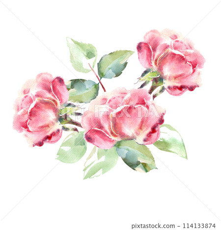 Pink roses watercolor hand painting floral illustration of collection garden flowers. Isolated on white background. Wedding floral design for bouquets, wreaths, arrangements, wedding invitations 114133874