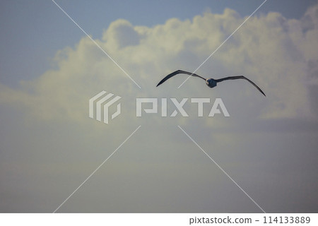 Silhouette of petrel with huge wings in heavenly sea landscape. Silhouette of petrel with huge wings in heavenly sea landscape. 114133889
